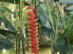 -中国科学院西双版纳热带植物园
