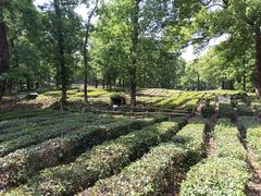 -野蔓果·山野菜(西湖景区·龙井茶田店)