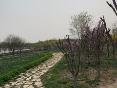 -西青郊野公园