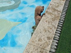 -汪说喵讲宠物乐园宠物酒店(红星美凯龙店)