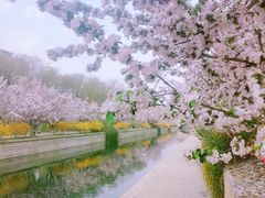 -海棠花溪(元大都城垣遗址公园)