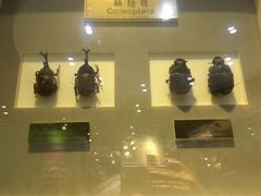 上海昆虫博物馆-上海昆虫博物馆
