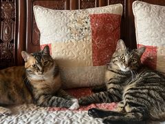 -纳吉亚猫专科动物医院博雅分院