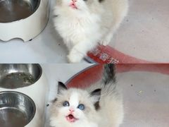 -青奢宠物·青奢猫舍