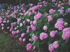 -上海滨江森林公园