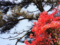 -木兰云雾山