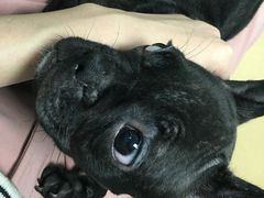 -瑞派·关忠动物医院·猫专科·犬专科(三环新城店)