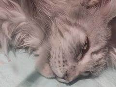 -猫小院猫主题餐厅(三里屯店)
