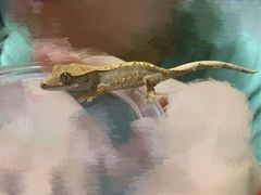 -酷以爬仙阁实体爬宠店·守宫·蜥蜴·专业繁育