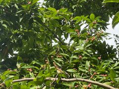 -白塘生态植物园