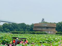 -荷塘月色湿地公园·向阳花洲