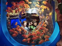 -芜湖新华联大白鲸海洋公园