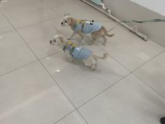 -北京观赏动物医院·24小时大型综合·猫专科·异宠专科