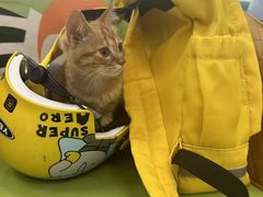 -北京观赏动物医院·24小时大型综合·猫专科·异宠专科