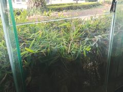 -志晖园圆子鸡·辣子鸡(阳光店)