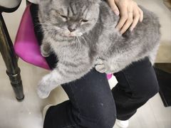 -猫咪咖啡店(新城大街店)