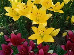 -长春公园(普阳街道)