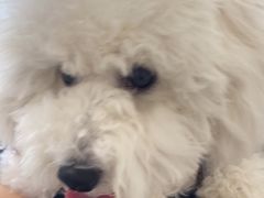 -艾贝尔宠物医院·狂犬免疫点(江山金象城店)