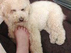 -帕帕拉兹宠物(亚洲旗舰店)