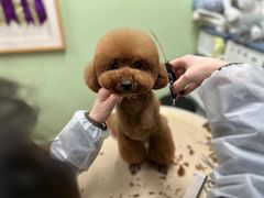 -鑫艺宠物美容培训学校