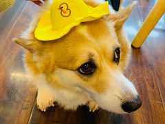 -豆柴町-柴犬主题狗咖(红鼎国际C座店)