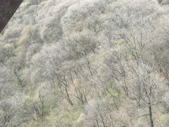 -少华山国家森林公园