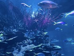 -迪拜帆船酒店海底餐厅