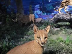 -国家自然博物馆