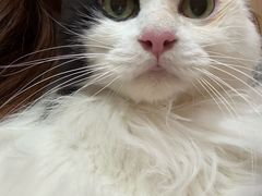 -瑞派名望志远动物医院·猫科·內科·异宠专科(直港大道店)