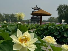 -荷花大观园