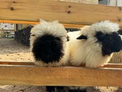 -HERRE·FARM 赫尔露营农场·团建聚会包场