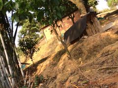 -彩虹桥宠物火化殡葬善终服务(金乐大厦店)