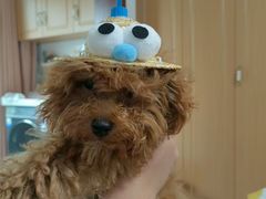 -翊宠yipet猫狗购宠庄园犬舍•猫舍