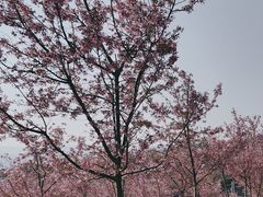 -宜良山后樱花谷