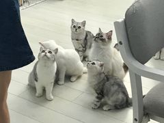 -喵的天空名猫咖啡馆·撸猫·猫舍·用品