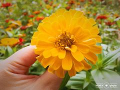 -艾溪湖湿地公园