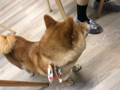 -柴迷FANS CLUB·柴犬狗咖·猫咖