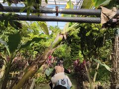 -呀路古热带植物园