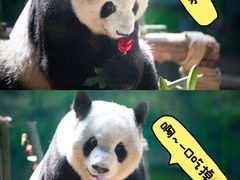 -灵玲国际马戏城