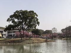 -无锡梅园公园