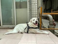 -老周记顺德双皮奶