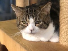 -more than meow吴止猫主题餐厅(承德 中船汇店)