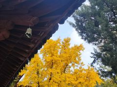 -龙华素斋(龙华路店)