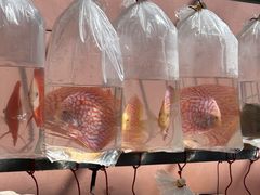 -中环花鸟鱼虫市场