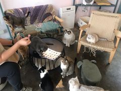 -喵屿·大理花园猫咖