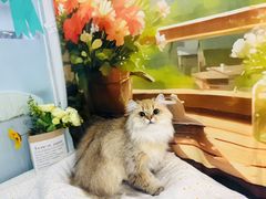 -爱洗澡的猫(望京店)