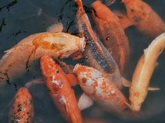 -西湖外事游船(花港观鱼码头)