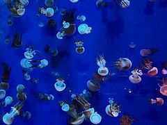-海合安武汉极地海洋公园