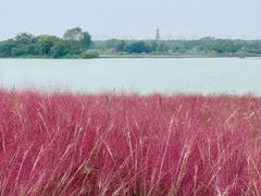 -贡湖湾湿地公园