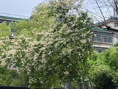 -白沙古井